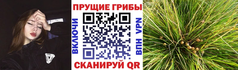 где купить наркоту Самара Псилоцибиновые грибы Psilocybine cubensis